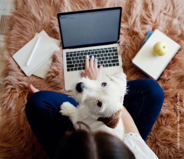 hundeschule-website-erstellen